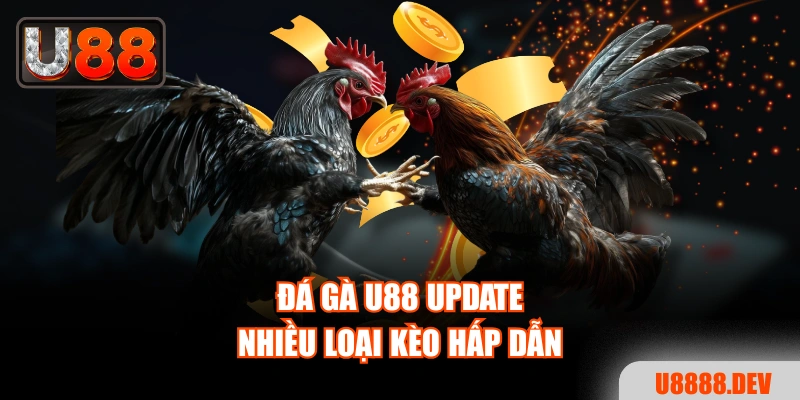 Đá gà Nhà cái U888 update nhiều loại kèo hấp dẫn